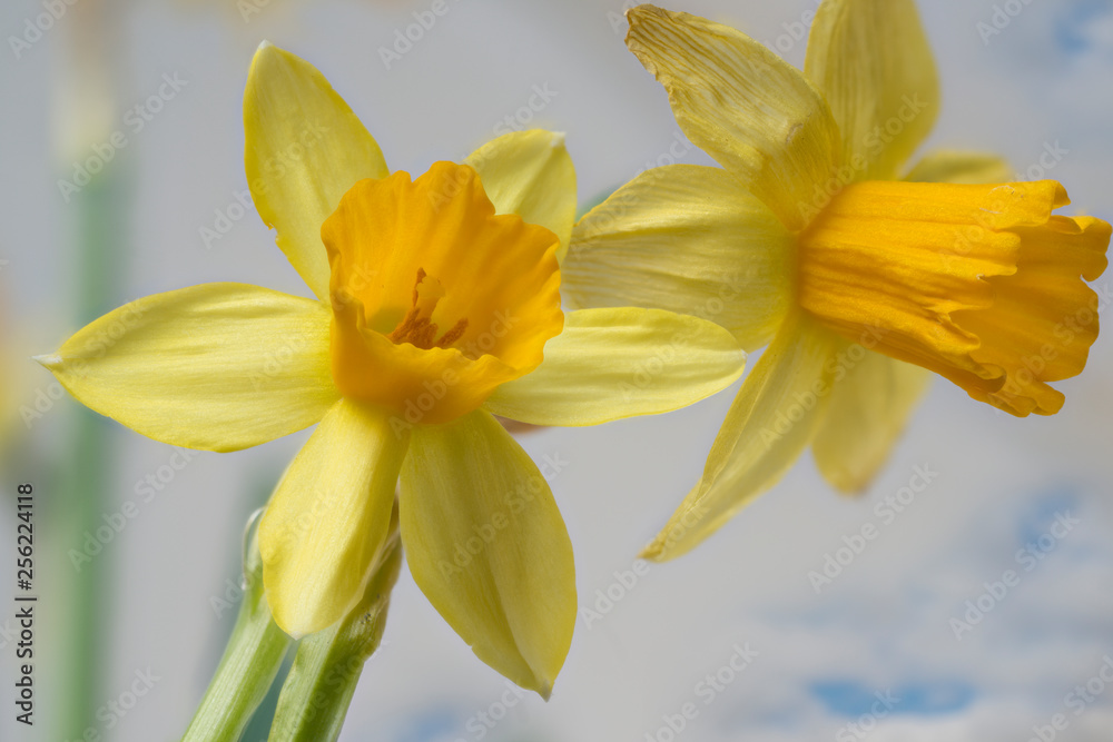 Fototapeta premium Narzissen 'Tête à Tête'