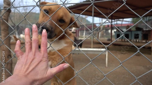 4K Three legged dog tries to get some touch through metal net