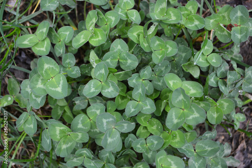 Wallpaper Mural background spring green grass clover Torontodigital.ca