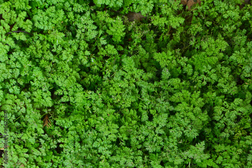 background spring green grass