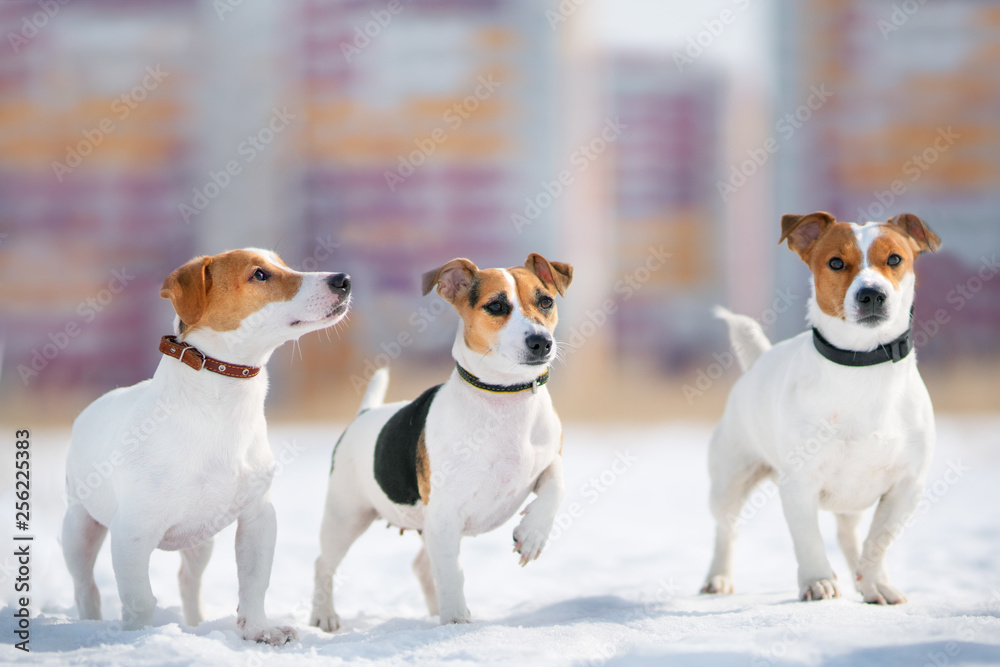 Jack russell terrier dog outdoor