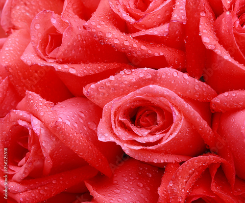 Pink roses  close-up shots