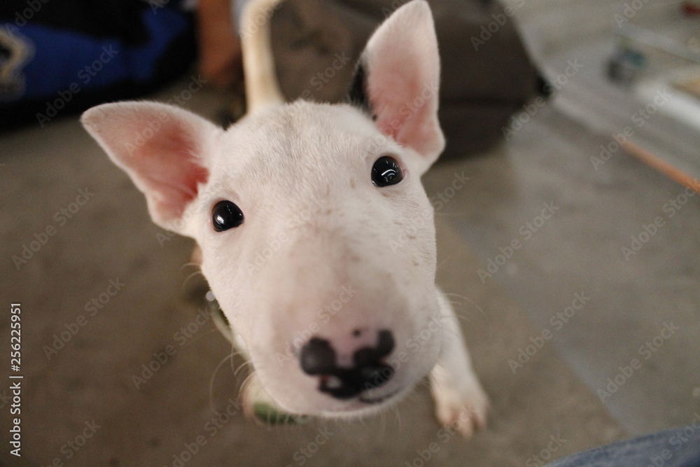 Obraz premium bull terrier bebe