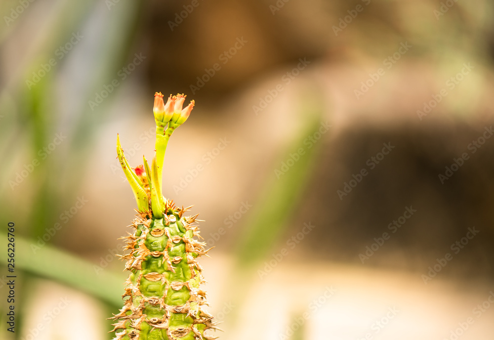Cactus and flowers in the garden, nature background Cactus and flowers in the garden, nature background