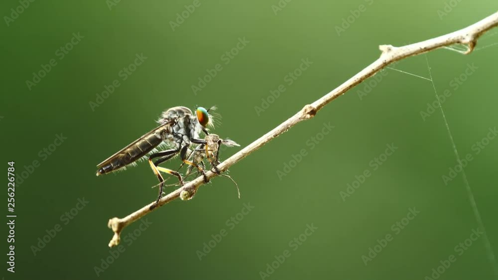 Robber fly eating prey on twig in forest. Robber fly eating prey on twig in forest.