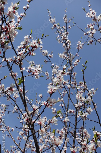 Pink and white flowers of Prunus cerasifera against blue sky