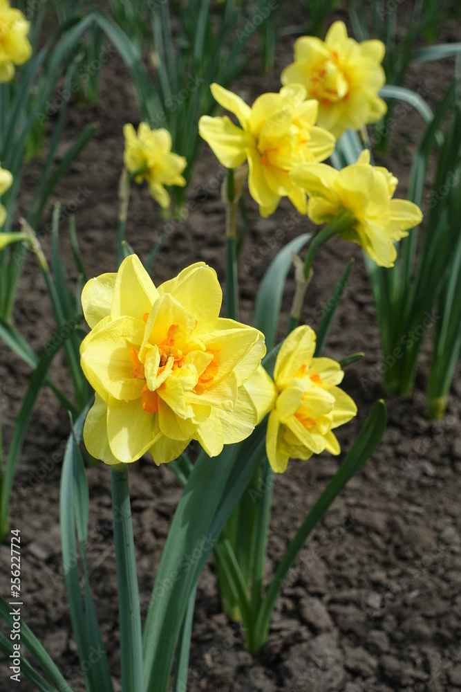 Double-flowered yellow and orange daffodils in spring garden