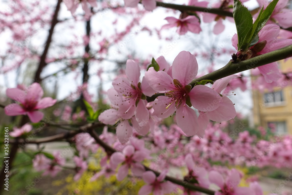 Close view of pink flowers of peach in spring Close view of pink flowers of peach in spring