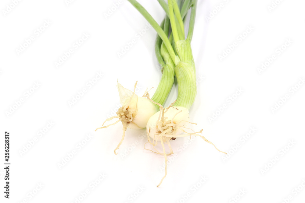 Scallion green onion spring onion salad onion bundle whole root on white background. Scallion green onion spring onion salad onion bundle whole root on white background.