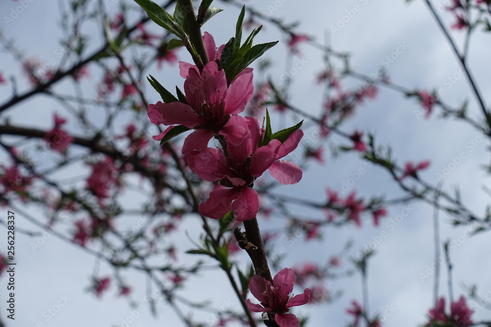 Pink peach blossom against the sky in spring Pink peach blossom against the sky in spring