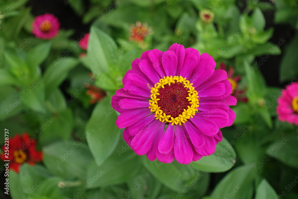 Top view of magenta colored flower head of zinnia Top view of magenta colored flower head of zinnia