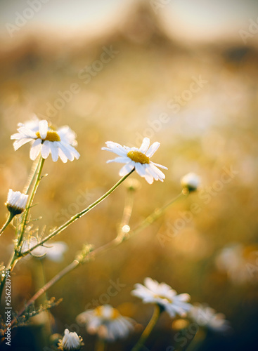Nice beautiful daisies on a Sunny joyful meadow, illuminated by sunlight