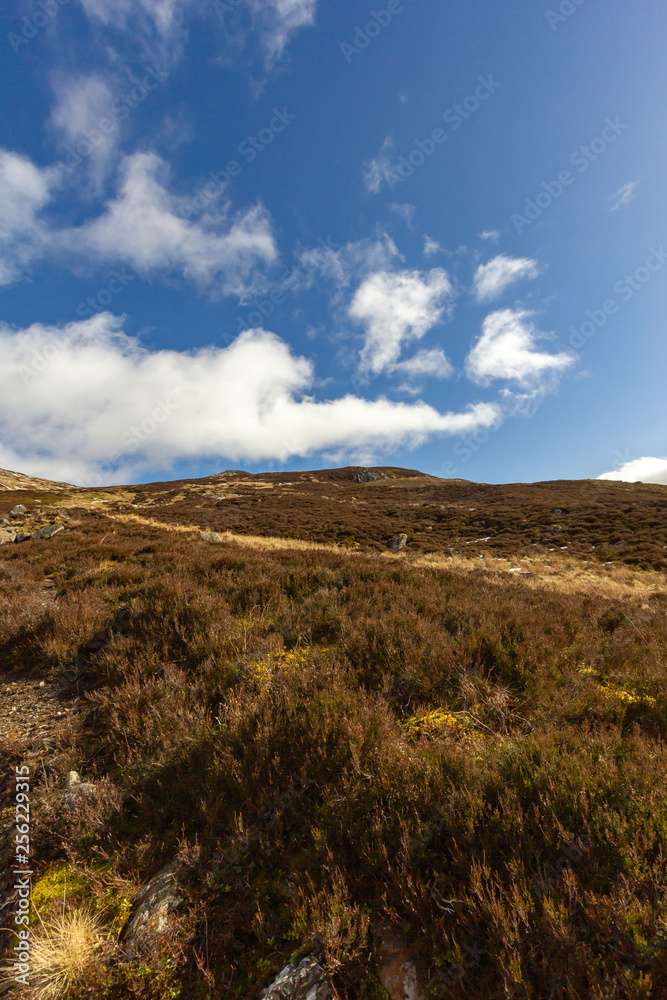 A view of heather and blaeberry plants with some snowy mountain summits in the background and a rocky trail path under a majestic blue sky and white clouds