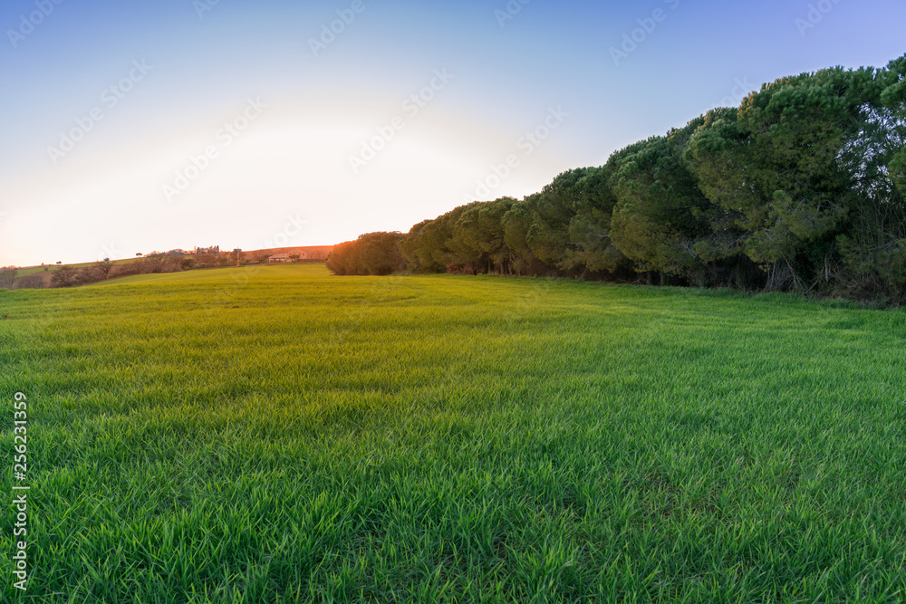 freshly planted green wheat field and forest landscape against the sunset sunlight