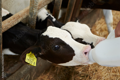 Fotografia Feeding baby cows