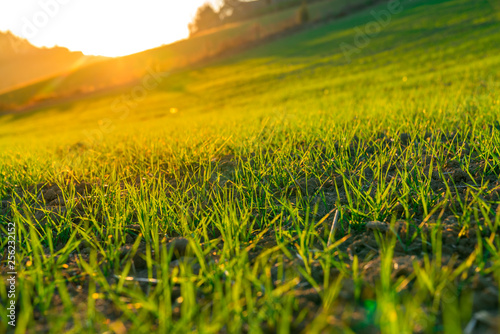 green grass on the field during sunset. countryside agricultural landscape