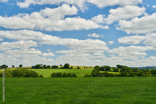 Green meadow with cows in front of a blue sky