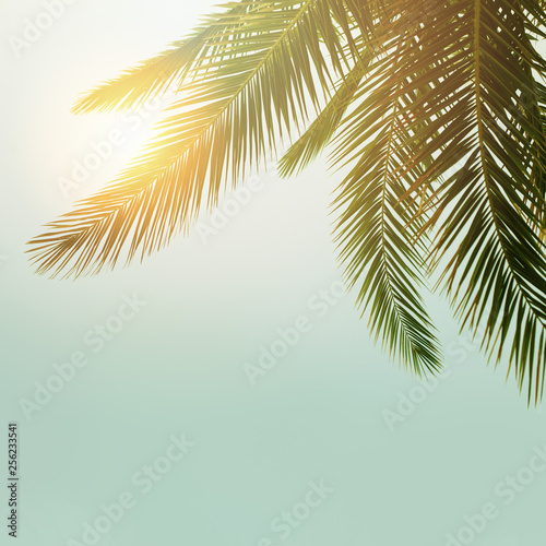 Palm tree against sky, beautiful tropical background