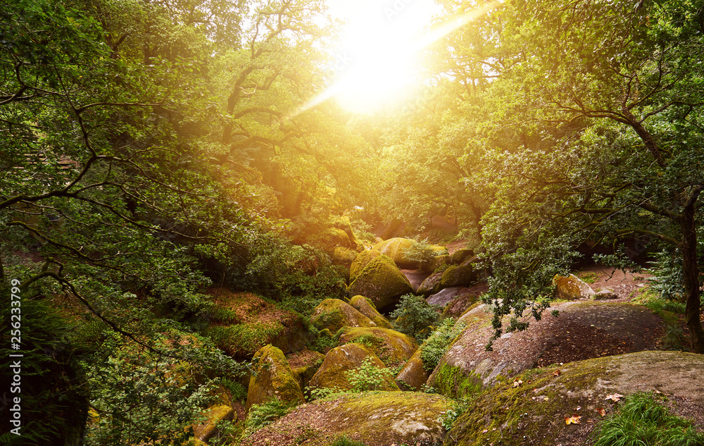 Sunny forest in summer with rocks in Huelgoat Stock Photo | Adobe Stock