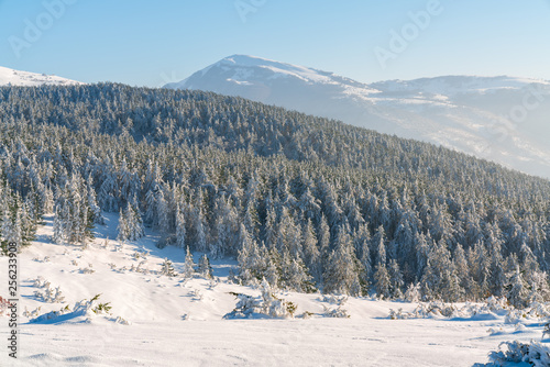 beautiful frozen thick forest on a mountain covered in snow