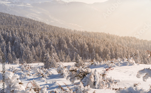 beautiful sunset on a frozen thick forest on a mountain covered in snow