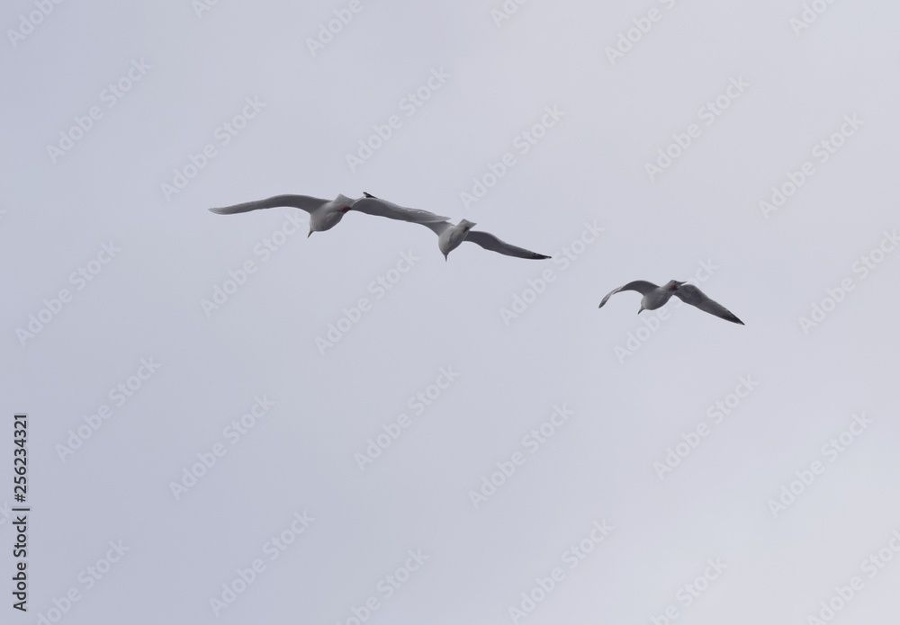group of three seagulls flying side by side group of three seagulls flying side by side