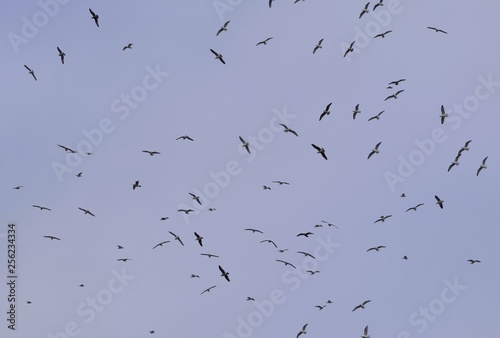 large flock of seagulls circling in the sky