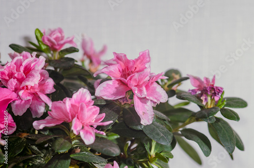 Pink indoor flower azalea 