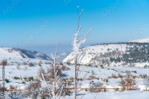 frozen branch with a blurred snowy mountain landscape background. hoardfrost on a twig