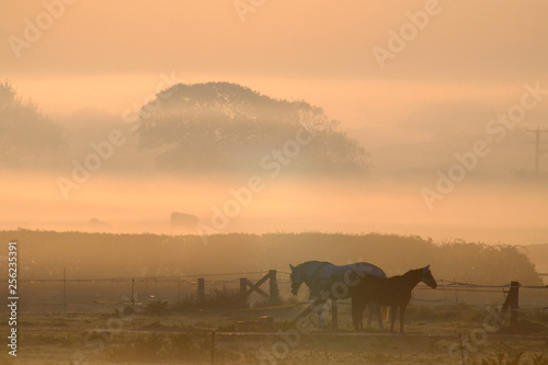 Fototapeta Naklejka Na Ścianę i Meble -  misty horses