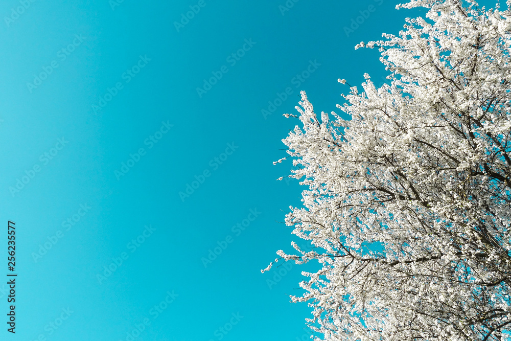 albero con i fiori bianchi cielo azzurro