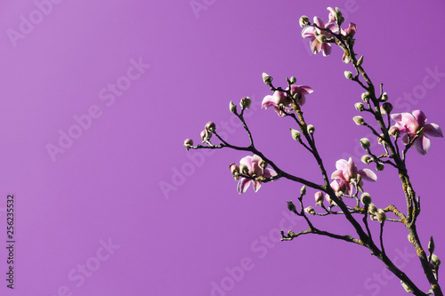 ramo con fiori di magnolia sullo sfondo viola