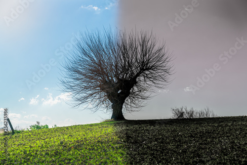representation of life and death, lonely tree without leaves in a middle of a field