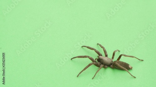 White tailed spider pauses before walking across green screen photo