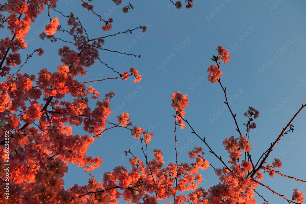 fiori di sakura giappone cielo blu fiori di sakura giappone cielo blu