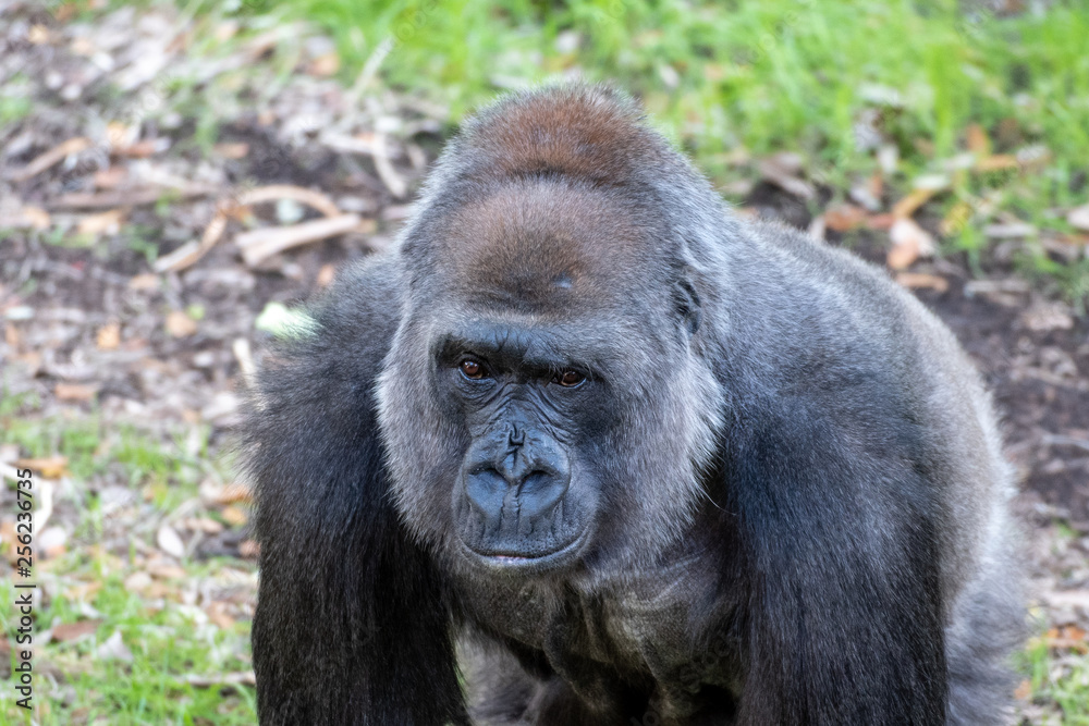 Gorilla face close up, nostrils and eyes details, serious powerful look, staring directly into the camera, ape kept in zoo