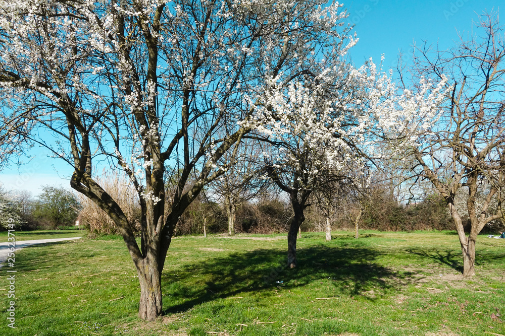 giardino alberi di mela fiori bianchi giardino alberi di mela fiori bianchi