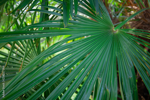 banana tree green leaf sunny sun day italy como garden