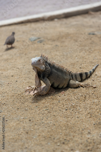 Iguana in natural habitat on the island of Aruba. Netherlands Antilles