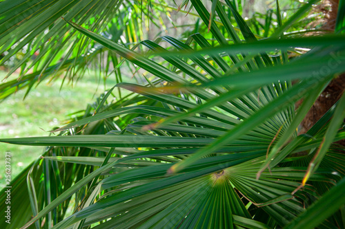 banana tree green leaf sunny sun day italy como garden