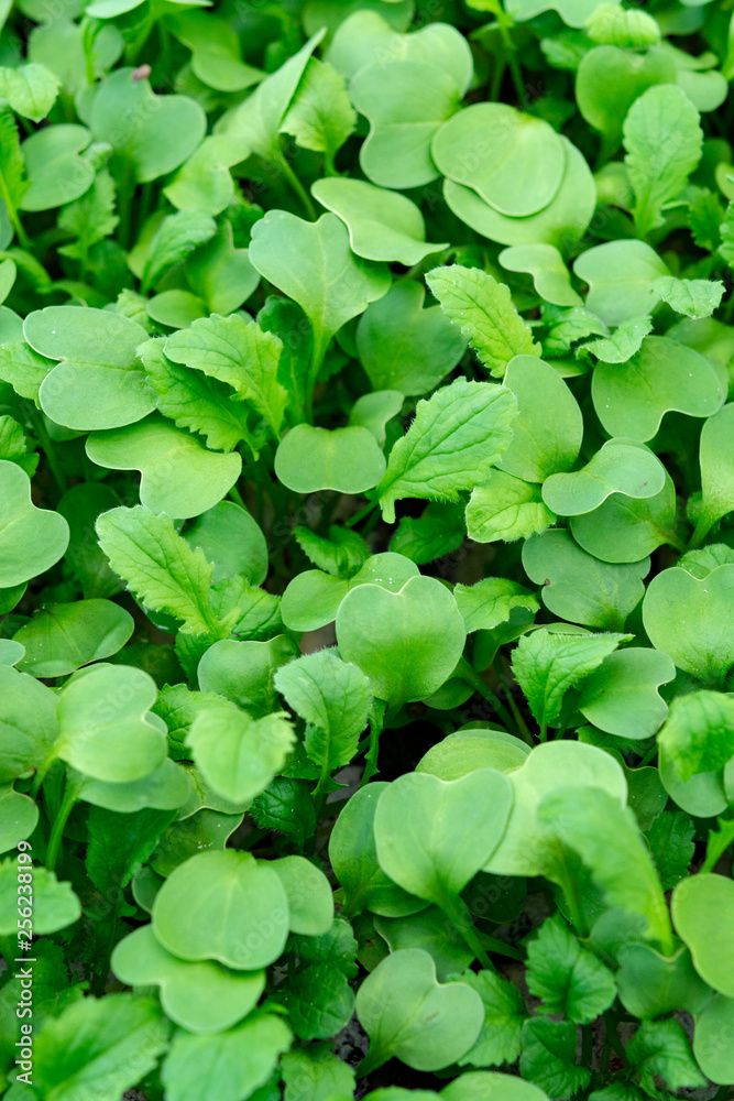 Garden seedlings in spring season, young sprouts of radish vegetable plant. Garden seedlings in spring season, young sprouts of radish vegetable plant.