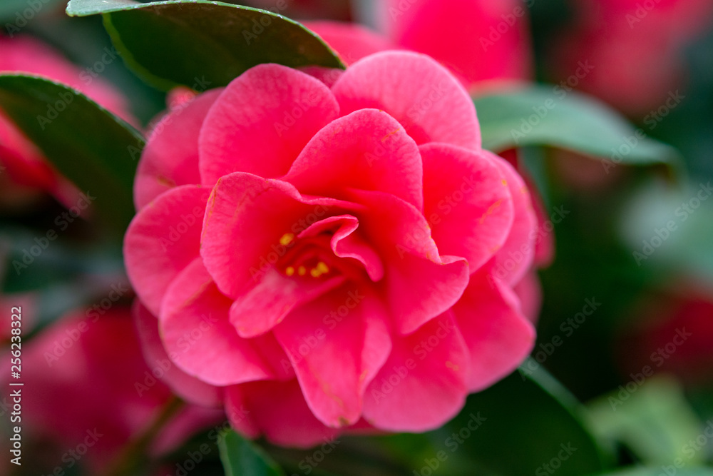 Flowers of Camellia shrub or tree, flowering plant Flowers of Camellia shrub or tree, flowering plant