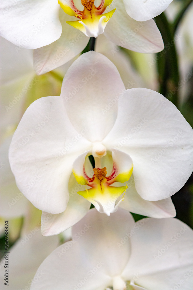 Beautiful white orchid flowers close up Beautiful white orchid flowers close up