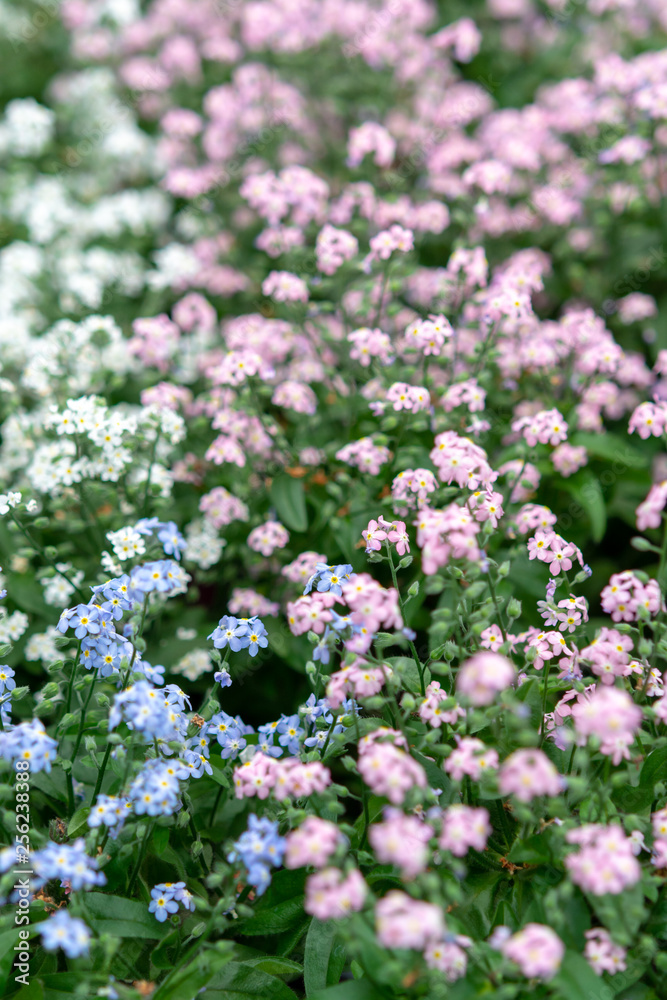 Forget-me-nots or Myosotis, flowering is spring plant, floral background Forget-me-nots or Myosotis, flowering is spring plant, floral background