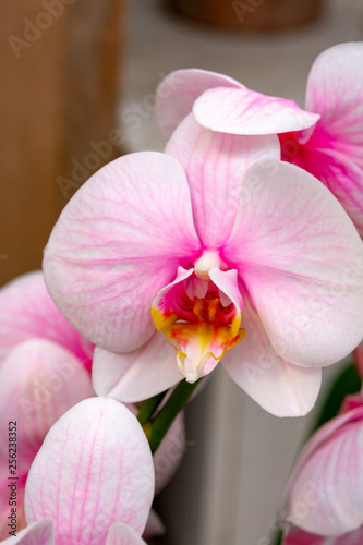 Beautiful pink orchid flowers close up © barmalini