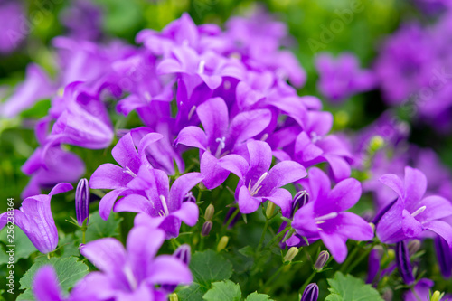 Campanula americana or American bellflower  spring lilac flower for garden and decoration