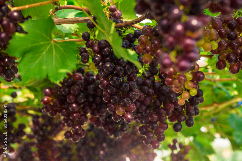 Red wine grape on tree branch
