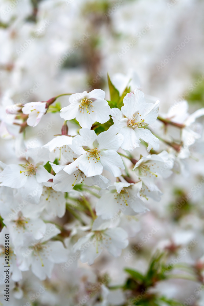White flowers of Prunus nipponica or Japanese alpine cherry shrub which originates from the islands of Hokkaido and Honshu, Japan
