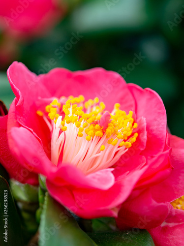 Flowers of Camellia shrub or tree, flowering plant