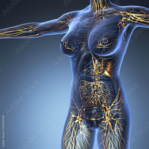 Human limphatic system with bones in transparent body photo